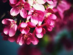 -海棠花溪(元大都城垣遗址公园)