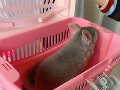 -佳雯宠物医院(四明中路分院)