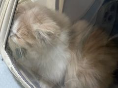 -中农国际动物医院24小时·猫科·骨科·急重症中心