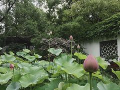 -上海醉白池公园