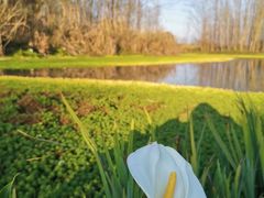 -桤木河湿地公园