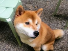 -小狗面馆(复兴店)