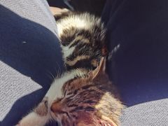 -艾贝尔宠物诊疗