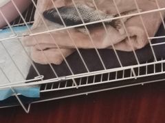 -爱诺耐芙动物医院(万博店)