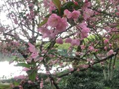 -西湖外事游船(花港观鱼码头)