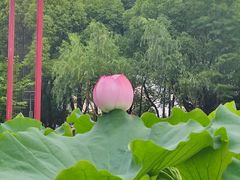 -陈家山荷花公园