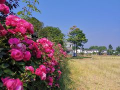 -桤木河湿地公园