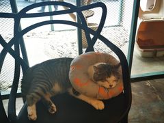 猫猫-喵屿·大理花园猫咖