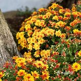 桂拂清风菊带霜
