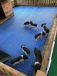 -萌宠亲子动物乐园(槐房万达店)