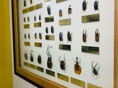 -上海昆虫博物馆