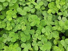 -三圣花乡旅游区