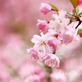 一片春心付海棠 ……