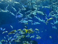 -海合安武汉极地海洋公园