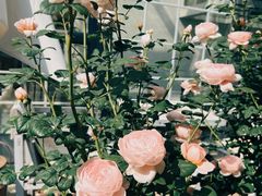 -三仟津花园咖啡馆