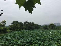 -盘龙城国家考古遗址公园