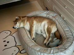 -FAELING PETS美天灵宠物(富力广场店)