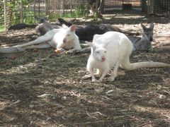 -费瑟代尔野生动物园