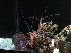 -暹罗海洋世界