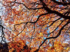 -叠溪松坪沟景区