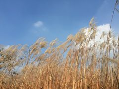 -梁鸿国家湿地公园
