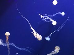 -新加坡海洋生态馆