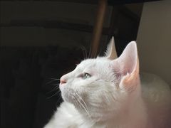 -菲尔斯特宠物医院