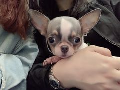 -藦茜花园宠物主题亲子互动体验馆(国顺东路店)