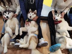 -Husky Go! 哈士奇体验馆·宠物咖啡厅狗咖