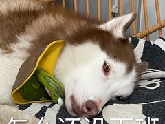 -星多哈·狗咖·拼豆·咖啡