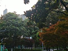 -青枫公园