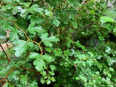 -碓臼峪自然风景区