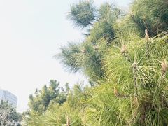 -黑石礁公园