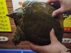-状元甲·湖北甲鱼大王(汉口火车站店)