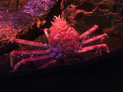 -暹罗海洋世界