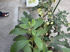 -素咫咖啡CLIFEROSE(新安店)