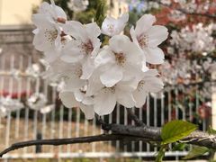 -高东镇樱花园