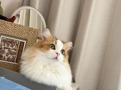 -Bastet sally猫舍购宠(静安店)