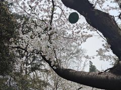 -武汉大学-樱园