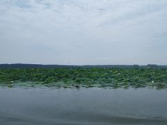 -微山湖红荷湿地景区