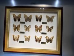 -上海昆虫博物馆