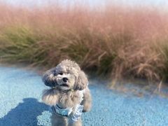 -小洋口旅游度假区