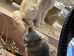 -创凡宠物医院·骨专科  猫科中心(西乡分院)