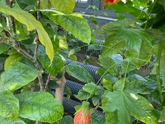 -国家植物园南园