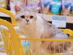 -帕帕拉兹宠物(亚洲旗舰店)