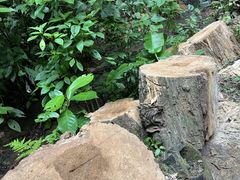-西双版纳原始森林公园