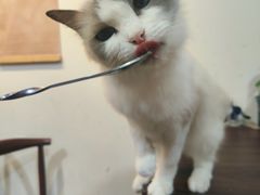 -楼上猫咖(罗湖店)