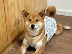 -唐小姐の私宠·宠物洗护美容·撸猫馆·购宠(周浦万达旗舰店)