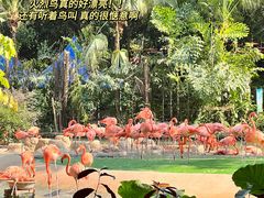 -广州长隆飞鸟乐园