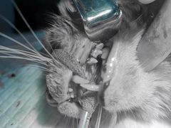 -爱诺耐芙动物医院(万博店)